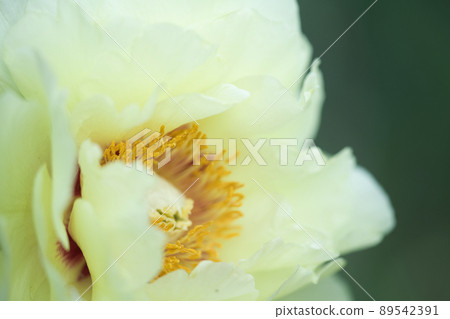 黃牡丹_筑波牡丹園 黃牡丹_筑波牡丹園 89542391