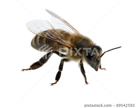 detail of bee or honeybee in Latin Apis Mellifera, european or western honey bee isolated on the white background, golden honeybee. detail of bee or honeybee in Latin Apis Mellifera, european or western honey bee isolated on the white background, golden honeybee. 89542593