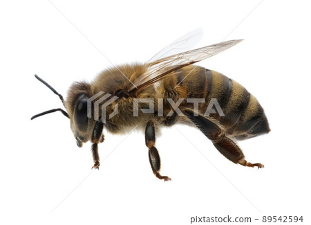 detail of bee or honeybee in Latin Apis Mellifera, european or western honey bee isolated on the white background, golden honeybee. detail of bee or honeybee in Latin Apis Mellifera, european or western honey bee isolated on the white background, golden honeybee. 89542594