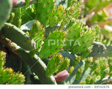 Spring prickly pear cactus with many sprouts 89542676