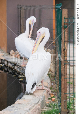 Pelicans that lives in the zoo. White exotic birds, close up. 89543107