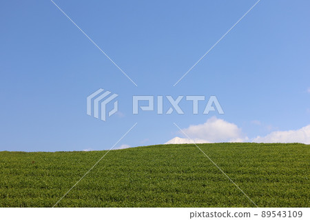 漂浮在茶園小淵笠場中的富士山壯麗景色 漂浮在茶園小淵笠場中的富士山壯麗景色 89543109