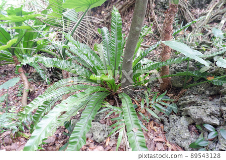 Tropical plant 89543128