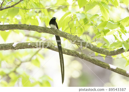 日本天堂捕蠅器帶圓眼環 89543387