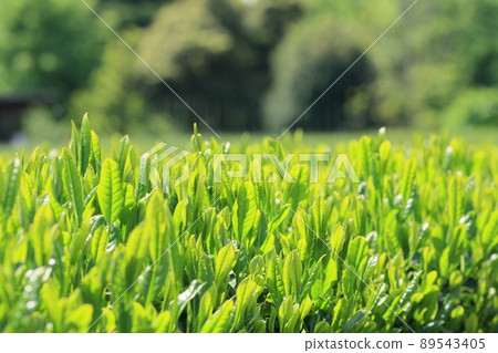 Tea leaves, new tea, tea picking, 88 nights, tea plantations 89543405