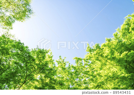 清新的綠色和藍天 89543431