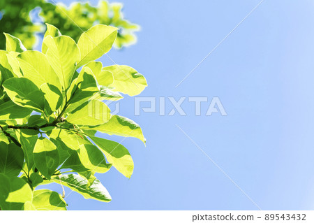 清新的綠色和藍天 89543432