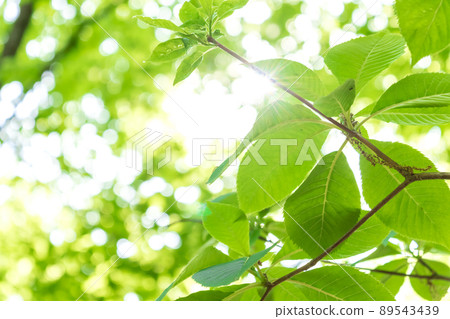 新鮮的綠色和陽光 89543439