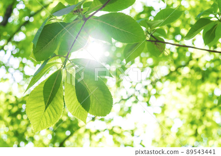 Fresh green and sunbeams 89543441