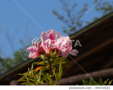 Azaleas and spring sky in the morning sun (blue sky, covered bench and pink flowers) Azaleas and spring sky in the morning sun (blue sky, covered bench and pink flowers) 89543681