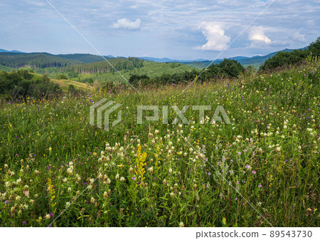 Carpathian mountain countryside summer meadows with beautiful wild flowers 89543730