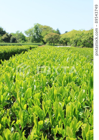 茶葉、新茶、採茶、88夜、茶園 89543749