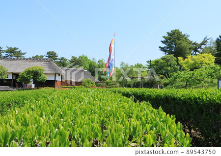 Tea leaves, new tea, tea picking, 88 nights, tea plantations 89543750