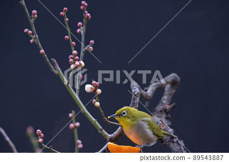 早春來到園裡梅樹的白眼的各種搞笑表情和手勢 89543887