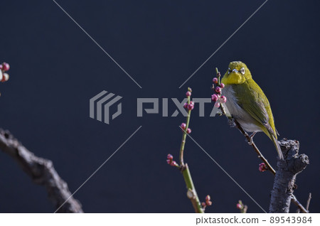 Various funny facial expressions and gestures of white-eyes who came to the plum tree in the garden in early spring Various funny facial expressions and gestures of white-eyes who came to the plum tree in the garden in early spring 89543984