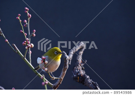 Various funny facial expressions and gestures of white-eyes who came to the plum tree in the garden in early spring 89543986