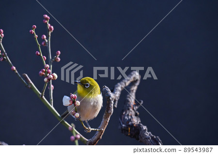 Various funny facial expressions and gestures of white-eyes who came to the plum tree in the garden in early spring 89543987