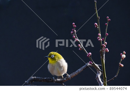 Various funny facial expressions and gestures of white-eyes who came to the plum tree in the garden in early spring Various funny facial expressions and gestures of white-eyes who came to the plum tree in the garden in early spring 89544074