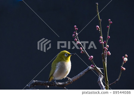 Various funny facial expressions and gestures of white-eyes who came to the plum tree in the garden in early spring Various funny facial expressions and gestures of white-eyes who came to the plum tree in the garden in early spring 89544086
