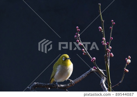 Various funny facial expressions and gestures of white-eyes who came to the plum tree in the garden in early spring Various funny facial expressions and gestures of white-eyes who came to the plum tree in the garden in early spring 89544087