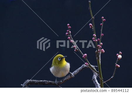 早春來到園裡梅樹的白眼的各種搞笑表情和手勢 89544112