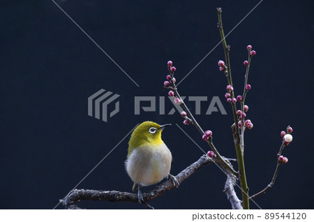 Various funny facial expressions and gestures of white-eyes who came to the plum tree in the garden in early spring Various funny facial expressions and gestures of white-eyes who came to the plum tree in the garden in early spring 89544120