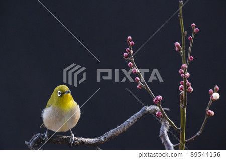 Various funny facial expressions and gestures of white-eyes who came to the plum tree in the garden in early spring 89544156