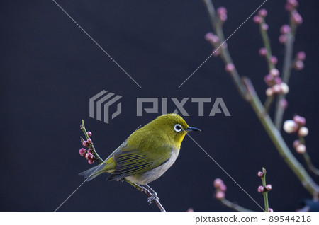 Various funny facial expressions and gestures of white-eyes who came to the plum tree in the garden in early spring 89544218