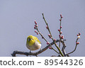 Various funny facial expressions and gestures of white-eyes who came to the plum tree in the garden in early spring 89544326