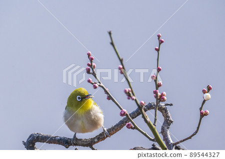 Various funny facial expressions and gestures of white-eyes who came to the plum tree in the garden in early spring Various funny facial expressions and gestures of white-eyes who came to the plum tree in the garden in early spring 89544327