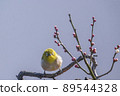 Various funny facial expressions and gestures of white-eyes who came to the plum tree in the garden in early spring 89544328