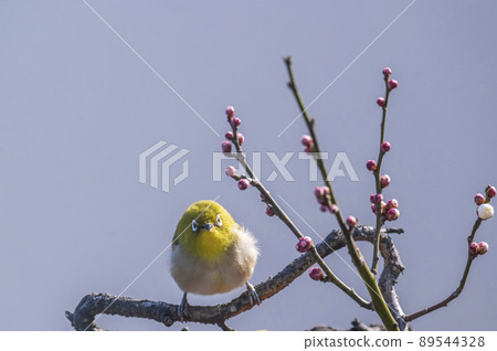 Various funny facial expressions and gestures of white-eyes who came to the plum tree in the garden in early spring Various funny facial expressions and gestures of white-eyes who came to the plum tree in the garden in early spring 89544328