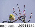 Various funny facial expressions and gestures of white-eyes who came to the plum tree in the garden in early spring 89544329