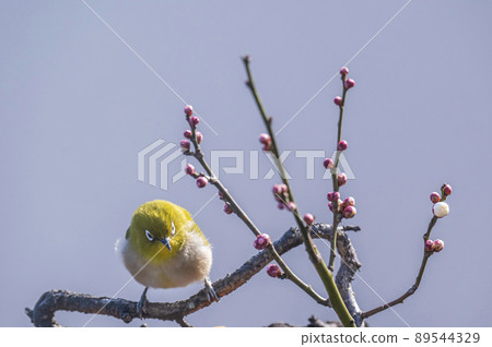 Various funny facial expressions and gestures of white-eyes who came to the plum tree in the garden in early spring Various funny facial expressions and gestures of white-eyes who came to the plum tree in the garden in early spring 89544329