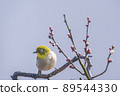 Various funny facial expressions and gestures of white-eyes who came to the plum tree in the garden in early spring 89544330