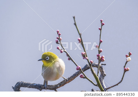 Various funny facial expressions and gestures of white-eyes who came to the plum tree in the garden in early spring Various funny facial expressions and gestures of white-eyes who came to the plum tree in the garden in early spring 89544330