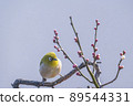 Various funny facial expressions and gestures of white-eyes who came to the plum tree in the garden in early spring 89544331