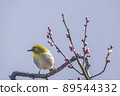Various funny facial expressions and gestures of white-eyes who came to the plum tree in the garden in early spring 89544332