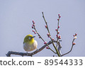 Various funny facial expressions and gestures of white-eyes who came to the plum tree in the garden in early spring 89544333