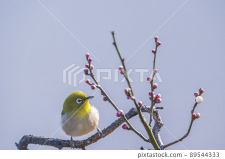 Various funny facial expressions and gestures of white-eyes who came to the plum tree in the garden in early spring Various funny facial expressions and gestures of white-eyes who came to the plum tree in the garden in early spring 89544333