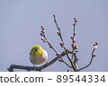 Various funny facial expressions and gestures of white-eyes who came to the plum tree in the garden in early spring 89544334