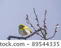 Various funny facial expressions and gestures of white-eyes who came to the plum tree in the garden in early spring 89544335