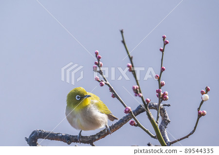 Various funny facial expressions and gestures of white-eyes who came to the plum tree in the garden in early spring Various funny facial expressions and gestures of white-eyes who came to the plum tree in the garden in early spring 89544335