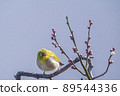 Various funny facial expressions and gestures of white-eyes who came to the plum tree in the garden in early spring 89544336