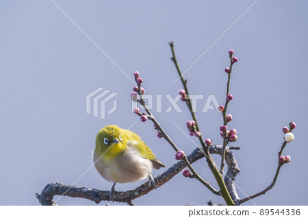 Various funny facial expressions and gestures of white-eyes who came to the plum tree in the garden in early spring Various funny facial expressions and gestures of white-eyes who came to the plum tree in the garden in early spring 89544336
