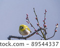 Various funny facial expressions and gestures of white-eyes who came to the plum tree in the garden in early spring 89544337
