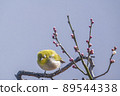 Various funny facial expressions and gestures of white-eyes who came to the plum tree in the garden in early spring 89544338