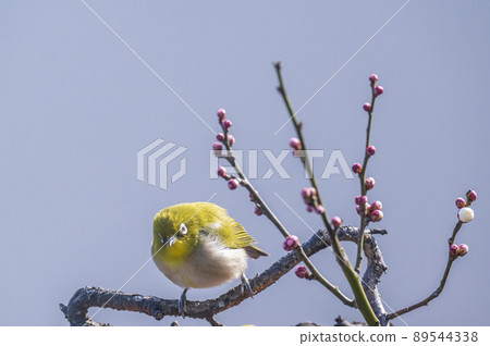 Various funny facial expressions and gestures of white-eyes who came to the plum tree in the garden in early spring Various funny facial expressions and gestures of white-eyes who came to the plum tree in the garden in early spring 89544338