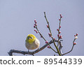 Various funny facial expressions and gestures of white-eyes who came to the plum tree in the garden in early spring 89544339