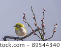 Various funny facial expressions and gestures of white-eyes who came to the plum tree in the garden in early spring 89544340
